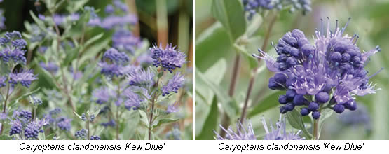 Caryopteris